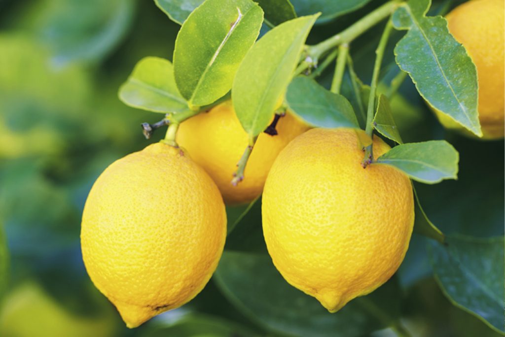 LEMON JUICE